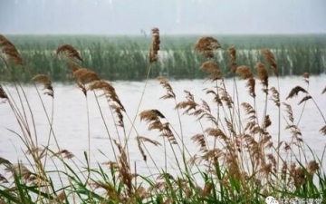 详解人工湿地常见水生植物特性、功能及其分类！，人工湿地