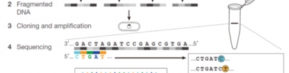 基因测序是否准确，这篇文章从原理讲清楚了！，基因测序