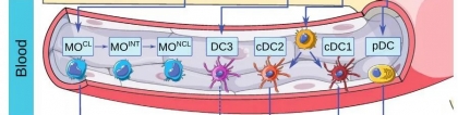 耐受性树突状细胞的应用前景，pdcs