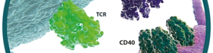 小药谈肿瘤免疫之CD40，CD40